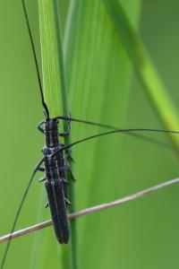 <i>Calamobius filum</i>