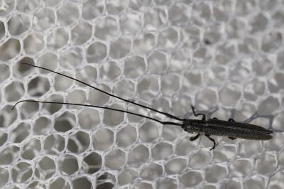 <i>Calamobius filum</i>