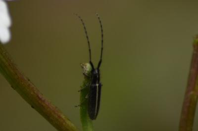 <i>Agapanthia cardui</i>