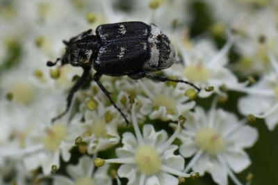 <i>Valgus hemipterus</i>