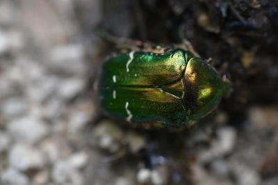 <i>Cetonia aurata</i>