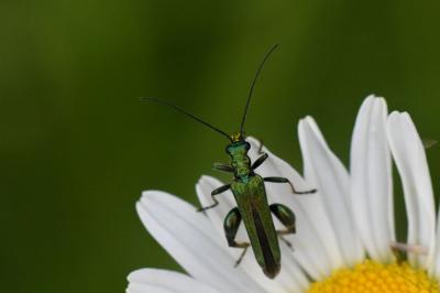 Oedemera nobilis
