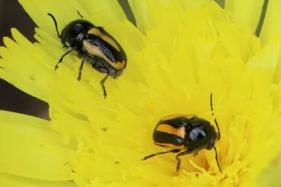 Cryptocephalus vittatus