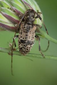 <i>Leiopus</i>