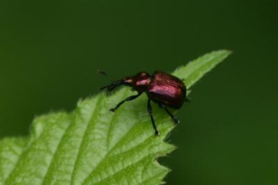 <i>Rhynchites auratus</i>