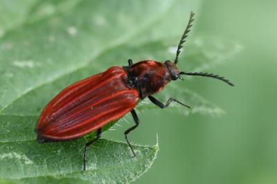 <i>Anostirus purpureus</i>