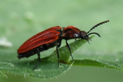 <i>Anostirus purpureus</i>