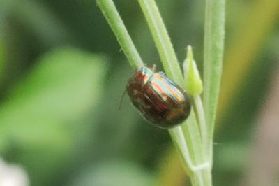 <i>Chrysolina americana</i>