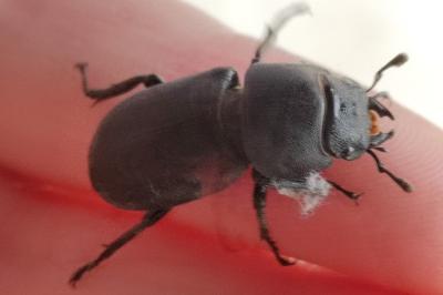 Petite biche