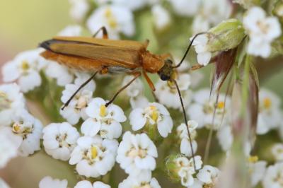 <i>Oedemera podagrariae</i>