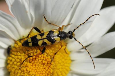 <i>Rutpela maculata</i>