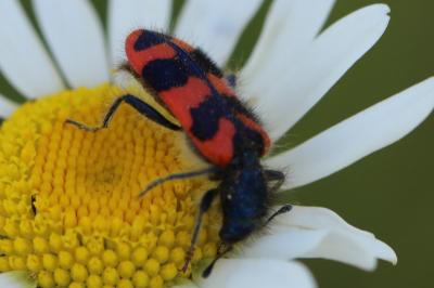 <i>Trichodes alvearius</i>