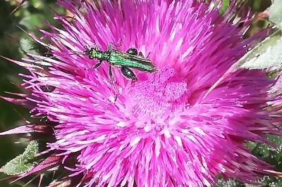 <i>Oedemera nobilis</i>