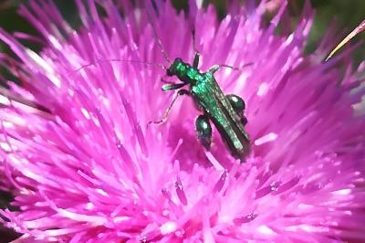 <i>Oedemera nobilis</i>