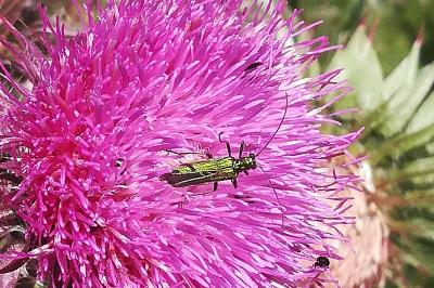 <i>Oedemera nobilis</i>
