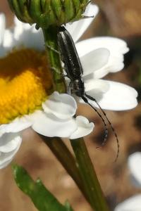 <i>Agapanthia cardui</i>