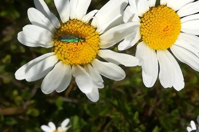 <i>Oedemera nobilis</i>