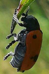 <i>Clytra</i>
