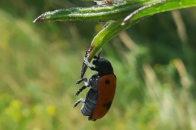 <i>Clytra</i>