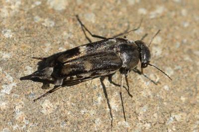 Tomoxia bucephala