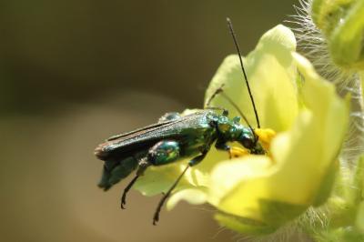<i>Oedemera nobilis</i>