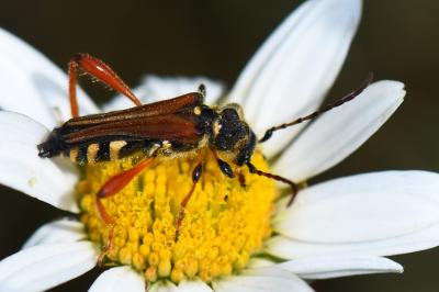 <i>Stenopterus rufus</i>