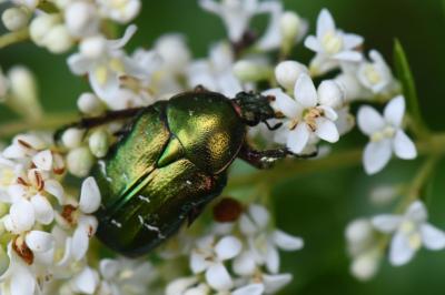 <i>Cetonia aurata</i>