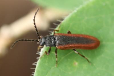 <i>Omalisus fontisbellaquei</i>