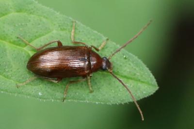 <i>Gonodera luperus</i>