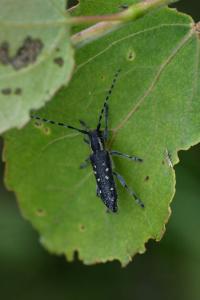 <i>Saperda populnea</i>