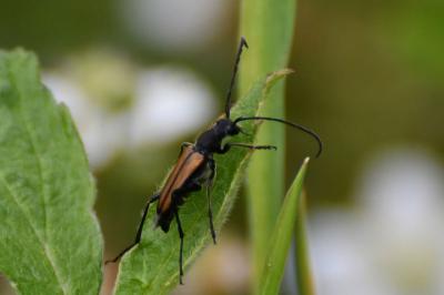 Anastrangalia dubia