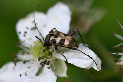 <i>Pachytodes cerambyciformis</i>