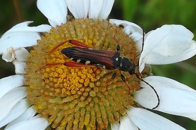<i>Stenopterus rufus</i>