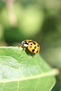 <i>Harmonia axyridis</i>