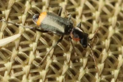 <i>Axinotarsus pulicarius</i>