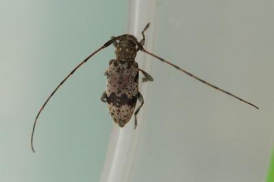 <i>Leiopus</i>