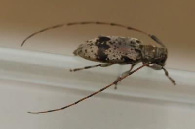 <i>Leiopus</i>