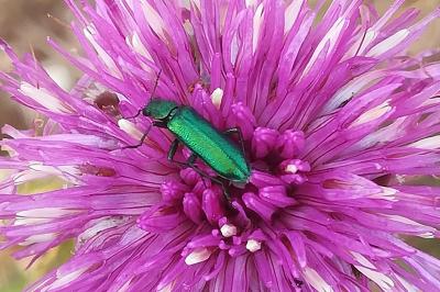 <i>Psilothrix viridicoerulea</i>
