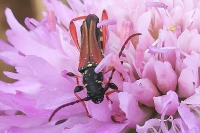 <i>Stenopterus rufus</i>