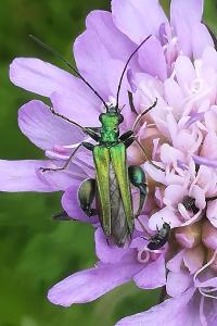 <i>Oedemera nobilis</i>