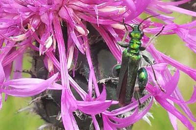 <i>Oedemera nobilis</i>
