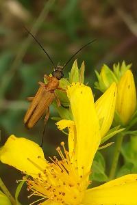 <i>Oedemera podagrariae</i>