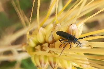 <i>Agapanthia</i>