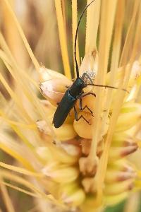 <i>Agapanthia</i>