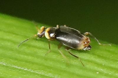 <i>Hypebaeus albifrons</i>