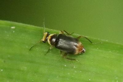 <i>Hypebaeus albifrons</i>