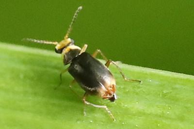 <i>Hypebaeus albifrons</i>