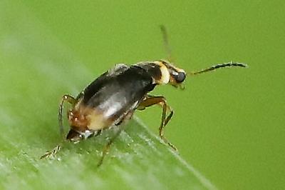 <i>Hypebaeus albifrons</i>