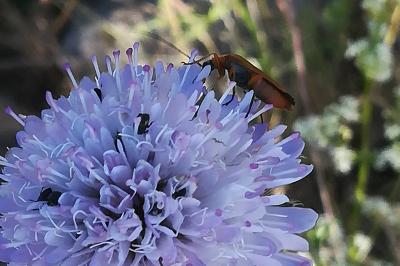<i>Oedemera podagrariae</i>