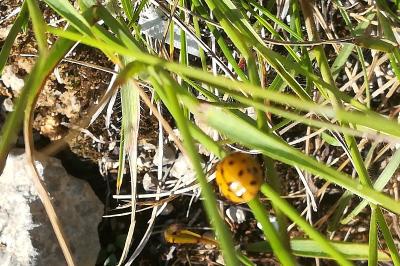 <i>Harmonia axyridis</i>